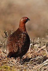 David Plant Photography - Wildlife Photography - Red grouse - L